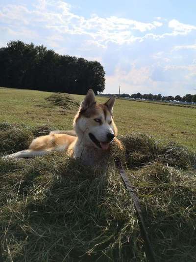 Dein Hund im Dogorama-Kalender 2021-Beitrag-Bild