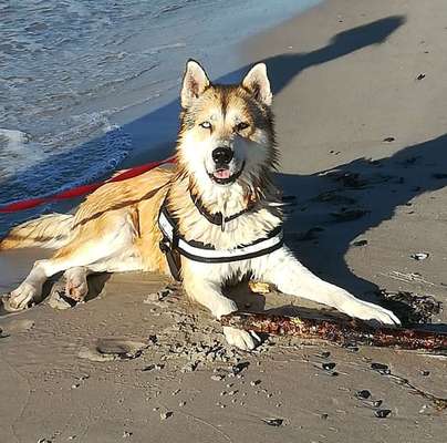 Dein Hund im Dogorama-Kalender 2021-Beitrag-Bild