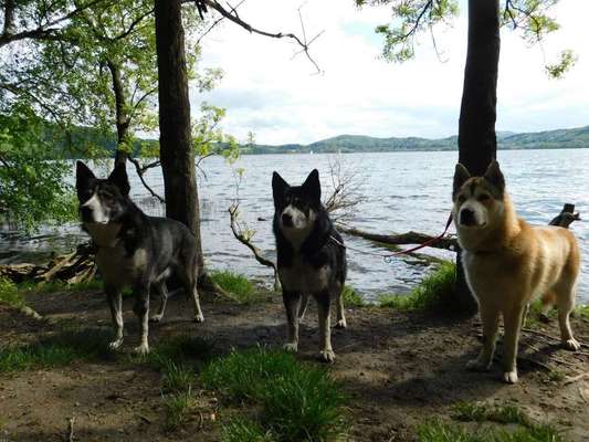 Dein Hund im Dogorama-Kalender 2021-Beitrag-Bild