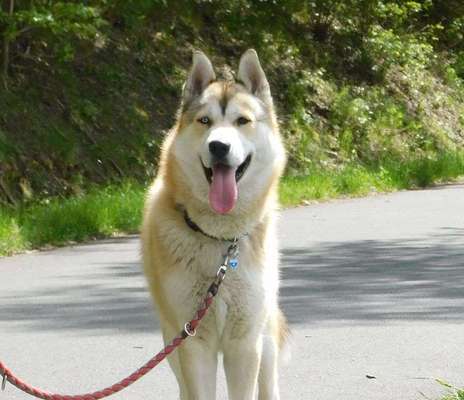 Dein Hund im Dogorama-Kalender 2021-Beitrag-Bild