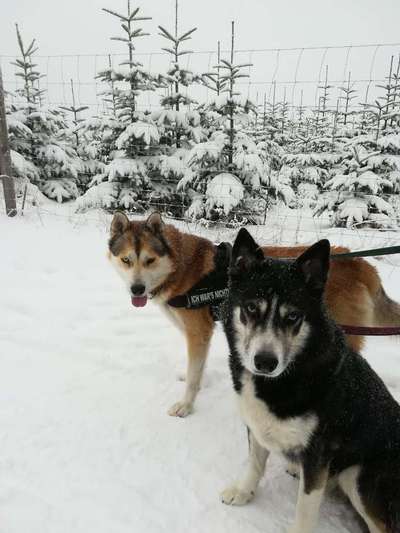 Dein Hund im Dogorama-Kalender 2021-Beitrag-Bild