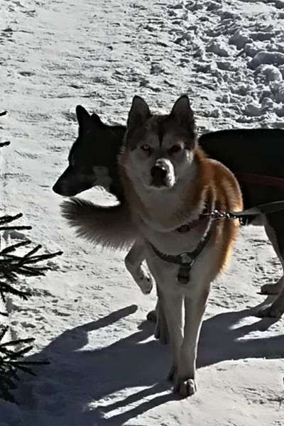 Dein Hund im Dogorama-Kalender 2021-Beitrag-Bild