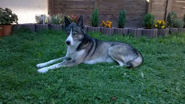 Dein Hund im Dogorama-Kalender 2021-Beitrag-Bild