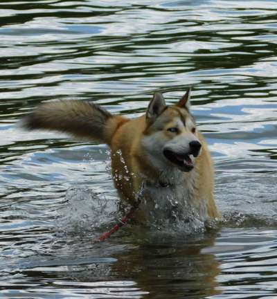 Dein Hund im Dogorama-Kalender 2021-Beitrag-Bild