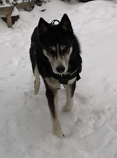 Nordische Hunde-Beitrag-Bild