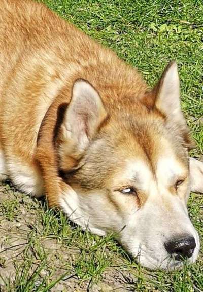 Dein Hund im Dogorama-Kalender 2021-Beitrag-Bild