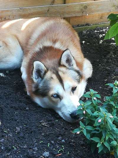 Dein Hund im Dogorama-Kalender 2021-Beitrag-Bild