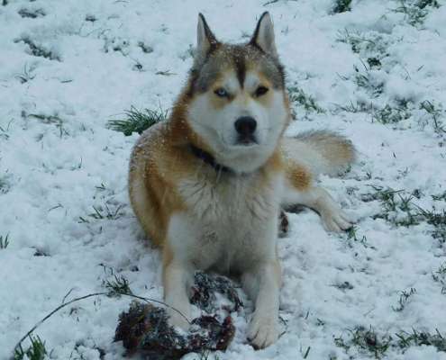 Dein Hund im Dogorama-Kalender 2021-Beitrag-Bild