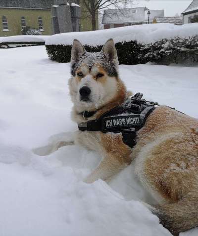 Nordische Hunde-Beitrag-Bild