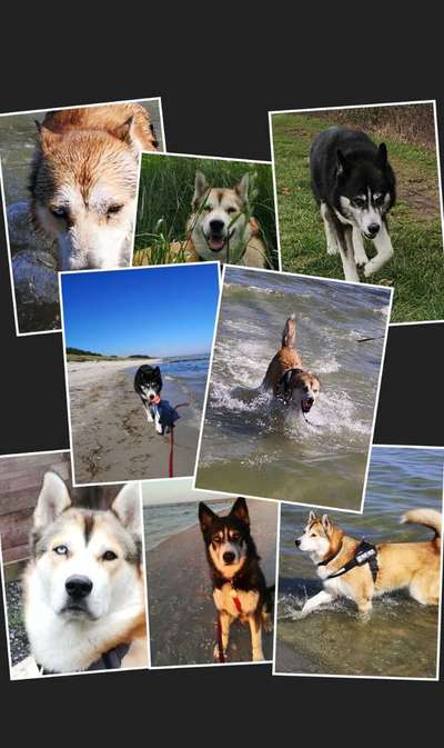 Foto's und Hundemodels-Beitrag-Bild