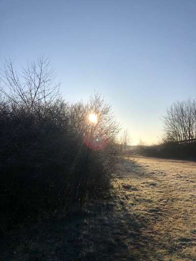 Die wunderschöne Welt mit Hund.-Beitrag-Bild