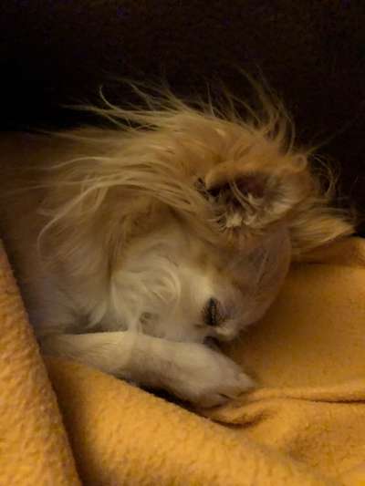 Hunde Porträt (Portrait) Galerie....-Beitrag-Bild