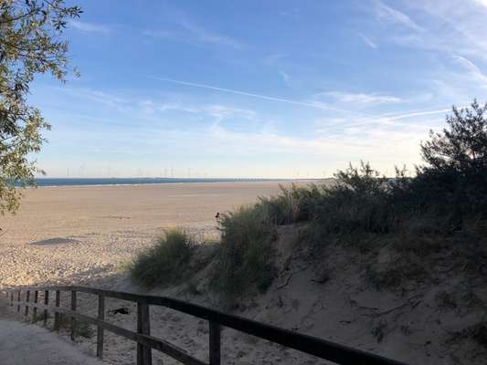 Die wunderschöne Welt mit Hund.-Beitrag-Bild