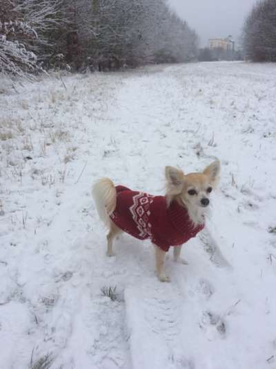 Die wunderschöne Welt mit Hund.-Beitrag-Bild
