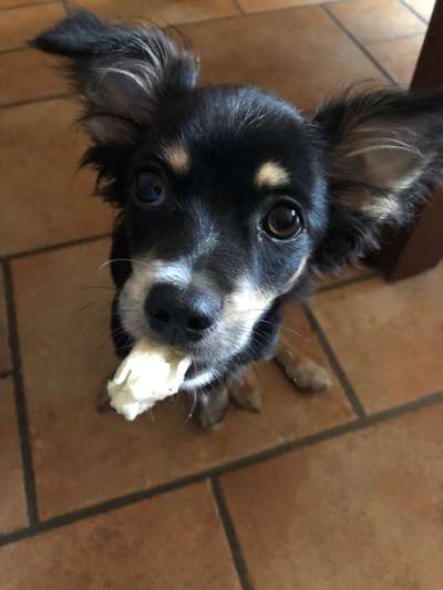 Hunde Porträt (Portrait) Galerie....-Beitrag-Bild