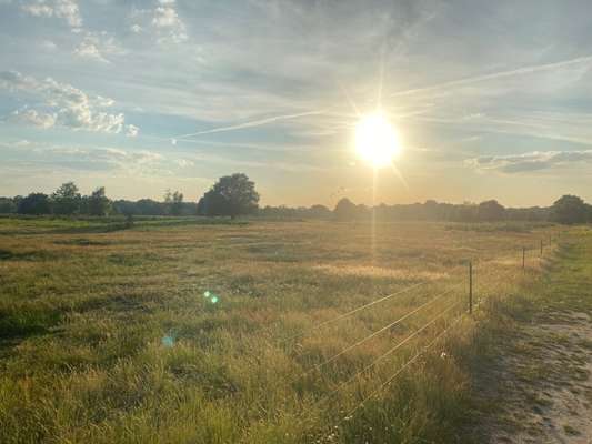 Die wunderschöne Welt mit Hund.-Beitrag-Bild