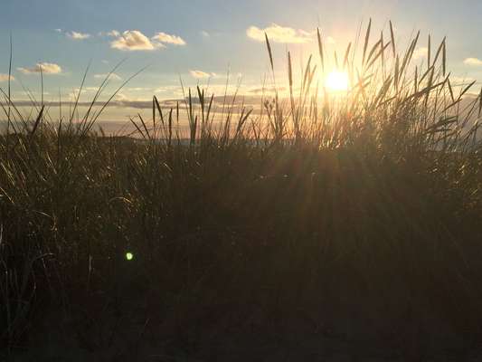 Die wunderschöne Welt mit Hund.-Beitrag-Bild