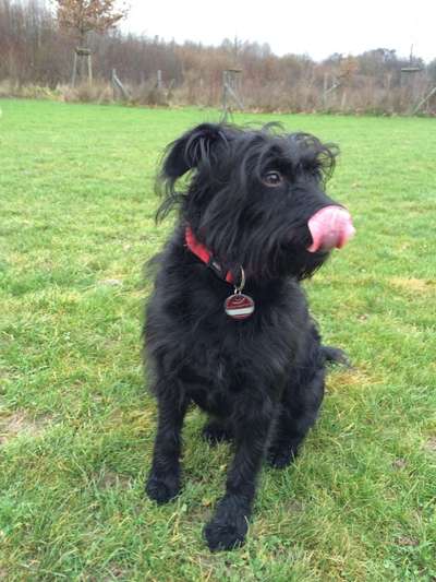 Tongue Out Tuesday-Beitrag-Bild