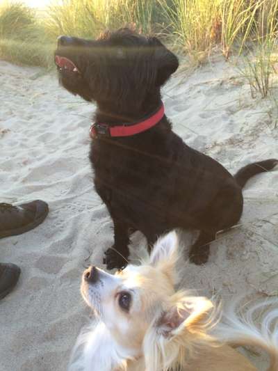 Die wunderschöne Welt mit Hund.-Beitrag-Bild