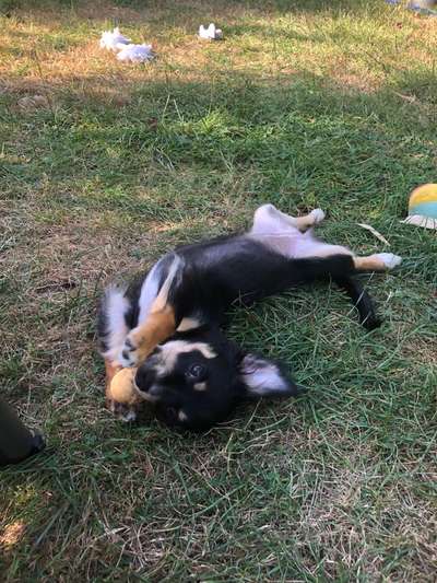 Fotosammlung: ,,Der natürliche Hund" Unbearbeitet, ungestellt und in Natura-Beitrag-Bild