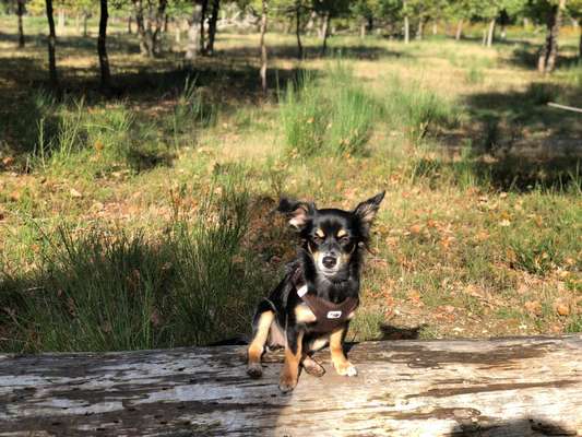 27. Handy Fotochallenge-Beitrag-Bild