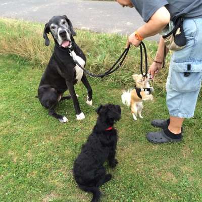 Zwerghunde und die "bösen Grossen"-Beitrag-Bild