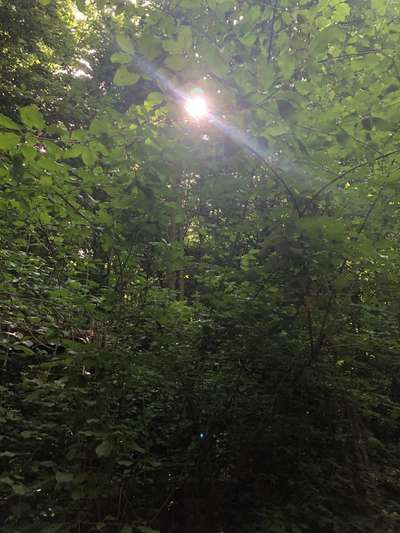 Die wunderschöne Welt mit Hund.-Beitrag-Bild