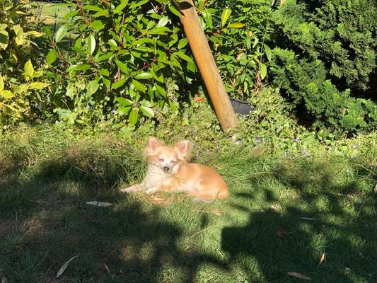 Fotosammlung: ,,Der natürliche Hund" Unbearbeitet, ungestellt und in Natura-Beitrag-Bild