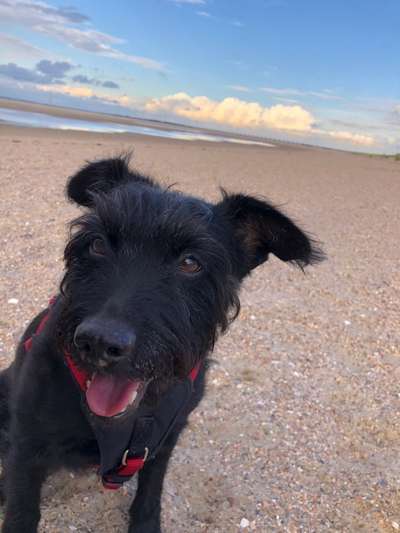 Mischlingshunde Foto Aufruf-Beitrag-Bild