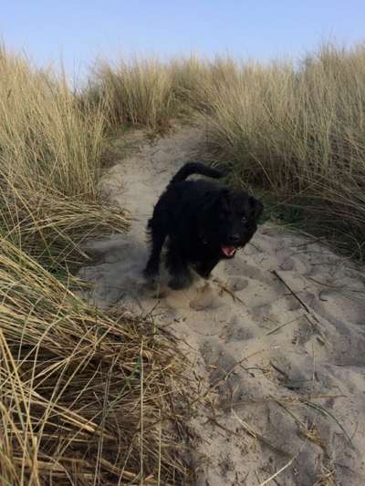 Fotosammlung: ,,Der natürliche Hund" Unbearbeitet, ungestellt und in Natura-Beitrag-Bild
