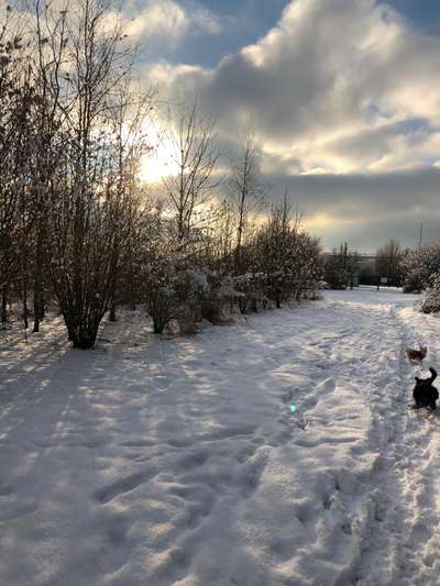Die wunderschöne Welt mit Hund.-Beitrag-Bild