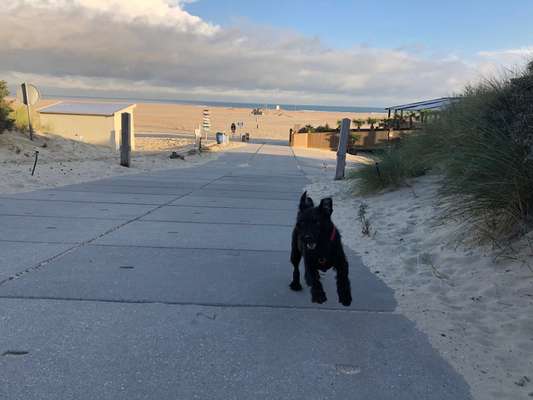 Black dogs are beautiful-Beitrag-Bild