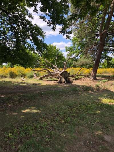 Die wunderschöne Welt mit Hund.-Beitrag-Bild