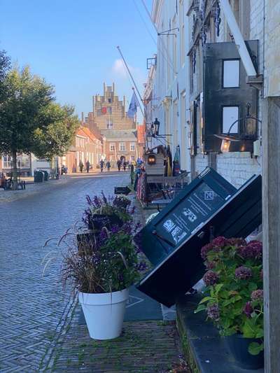 Die wunderschöne Welt mit Hund.-Beitrag-Bild