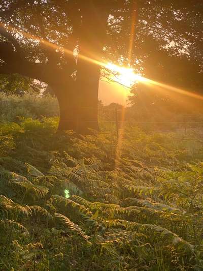 Die wunderschöne Welt mit Hund.-Beitrag-Bild