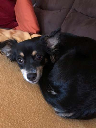 Black dogs are beautiful-Beitrag-Bild