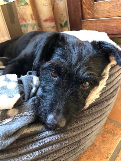 Mischlingshunde Foto Aufruf-Beitrag-Bild