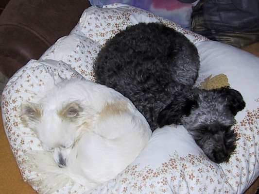 FOTO-Challenge  NR. 91: Die pure Entspannung-Beitrag-Bild