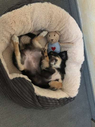 Foto Challenge Thema "Gummihund😁"-Beitrag-Bild