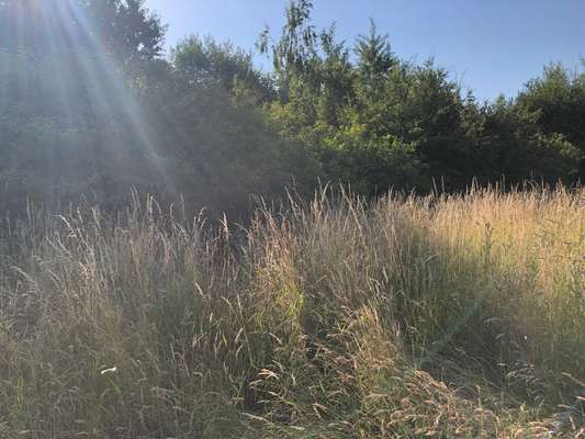 Die wunderschöne Welt mit Hund.-Beitrag-Bild