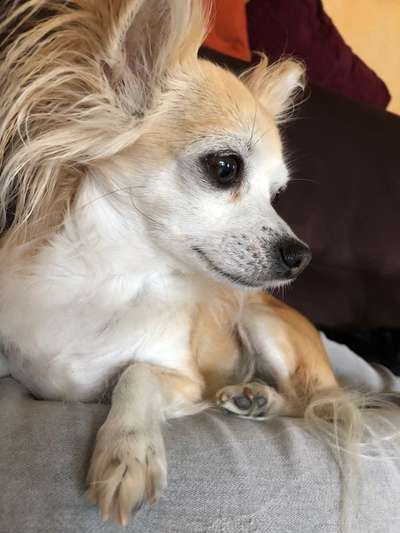 Hunde Porträt (Portrait) Galerie....-Beitrag-Bild