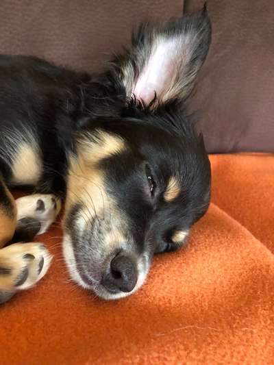 Hunde Porträt (Portrait) Galerie....-Beitrag-Bild