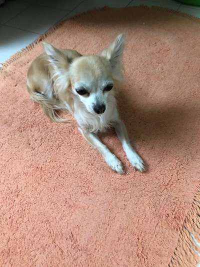 Wo sind die Chihuahua Besitzer ?-Beitrag-Bild