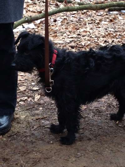 Das erste Bild eures Hundes-Beitrag-Bild