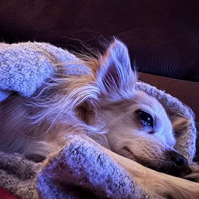 aktuelles Foto Gruppe Chihuahua