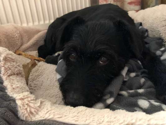 Black dogs are beautiful-Beitrag-Bild