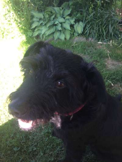 Hunde Porträt (Portrait) Galerie....-Beitrag-Bild