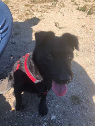 Mischlingshunde Foto Aufruf-Beitrag-Bild