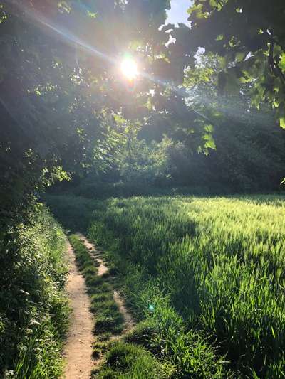 Die wunderschöne Welt mit Hund.-Beitrag-Bild
