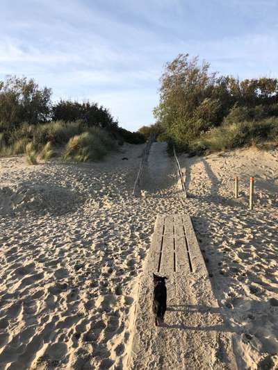 Die wunderschöne Welt mit Hund.-Beitrag-Bild